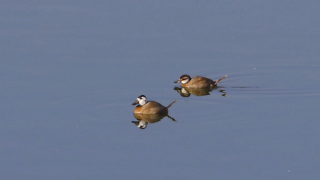 White-headed Duck
